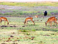 Rezerwat w Chobe (Botswana)